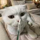 서초이음동물병원 이미지