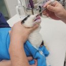 산책동물병원 | 다묘가정 우리아이 주치의를 소개합니다 - 마포 우리동생동물병원 후기