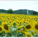 2009.안산시 화랑유원지 해바라기 축제 이미지