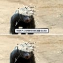 화랑기획(제작-6호) | 청년입니다 | 3편) 새끼 벌꿀오소리 = 나! | 광주청년일경험드림을 통해 얻은 것 | 일경험드림 생생 후기