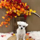 끌레르독 이미지