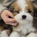 시바견분양.kr 이미지