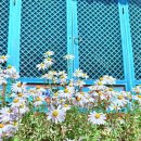 구절초가는길 | 공주 구절초 축제는 여기! 구룡사 구절암 가는 길 만개한 가을꽃축제 후기