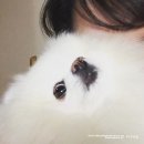 솜소밍 이미지