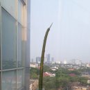 숯불애닭 이미지