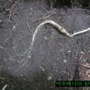 백두산삼