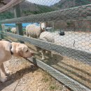 지율목장 이미지