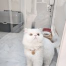 2676 | 대전 고양이호텔 &amp; 고양이 미용실 페르시안캣