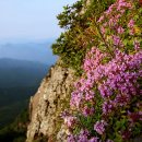 Phil Coulter - A Bunch Of Thyme 이미지