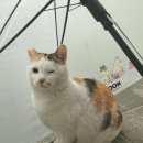 일 라고 이미지