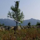 일사구이