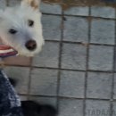 카인드독 | [내왼팔-훈련] 반려견,중형견,행동 교정,훈련,화성,카인드독