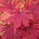 솔숲어린이집 이미지