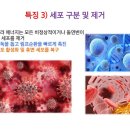 살인백신 가장빨리 해독하는법 이미지