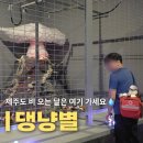 제주 비오는 날 가볼만한 곳 추천 신화월드 댕냥별 6세 아이랑 다녀온 후기
