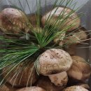 주식회사송이향 이미지