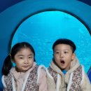 돌고래어린이집 | 아쿠아플라넷 제주 후기 아이들과 다녀온 수족관