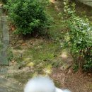 피개행개 이미지