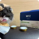 웰빙종합정수기 - 여수시 진남로 90-1 | 고양이 습식 추천 부담없고 소화까지 편해요