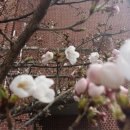 관음초등학교 이미지