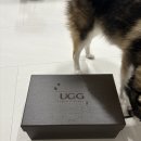 바이올렛 | 호주 오즈웨어 바이올렛 시어링 어그 슬리퍼 베이지 후기 + 방수스프레이