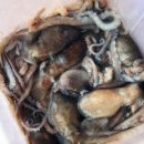 우정낙지 이미지