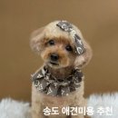 그루머솔 네이버블로그