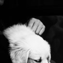 한결동물의료센터 이미지