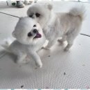 애견멀티샵 | 제주애견멀티샵 제주 애견 멀티숍에서의 특별한 경험 후기