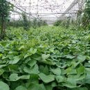 바른농원 이미지