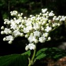 푸른계곡 이미지