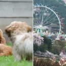 우리집 댕댕이 이미지