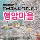 속천종점 | 진해군항제 사람없는 숨은 벚꽃 스팟 [행암마을] 260330