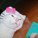 키티네일