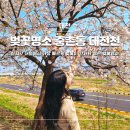 대전천 | 대전 벚꽃명소 중촌동 대전천 실시간 개화시기 봄 드라이브 추천