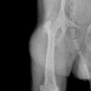 그랜드24시동물병원 이미지