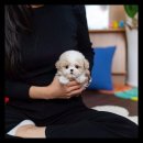 유앤미펫고양이분양강아지분양