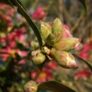 동박새우는집 이미지