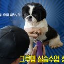멍멍그루밍 이미지