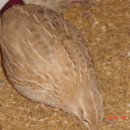 Golden Quail(골든메추리) 종란 분양합니다. 이미지