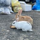 샬롬식당 이미지