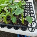 흥농종묘사 이미지