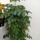 덴파레테라피 | 피곤할 땐 마사지 한 번이 답!/안성마사지 [덴파레테라피] 방문후기