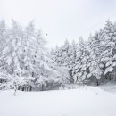 겨울왕국 대관령 - 선자령길 이미지