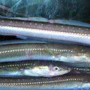 골목장어 이미지