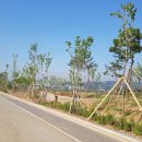 미루나무 이미지