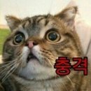 [2024 섬머소닉 양일 후기] 4. 굿즈 구매 도전기, 호텔 리뷰