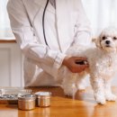 24시큰사랑동물병원 이미지