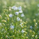 샛별플라워 이미지