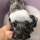 참견(犬) 이미지